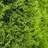 Thuja Brabant Hækplante