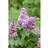 Syringa Vulgaris