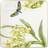 Villeroy & Boch Amazonia Assiett 23cm