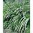 Spirea Cinerea Grefsheim