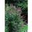Buddleja Davidii 3 pack