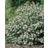 Black Aronia Hugin Co 10 pack