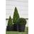 Buxus Træ & Busk