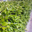 Fagus Sylvatica Hækplante