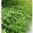 Ribes Alpinum Hækplante