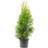 Thuja Brabant 50-60cm