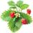Click and Grow Smart Garden Strawberry Refill 3-pack Frugt- & Bærfrø
