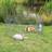 Trixie Outdoor Ru