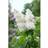 Piardino Syringa Vulgaris Alba
