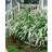 Spirea Cinerea Grefsheim