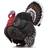 Collecta Turkey 88762