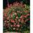 Piardino Spiraea Japonica Anthony Waterer