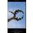 Elitism (Hardcover)