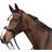 Horse Guard Ergo Kandar