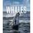 Secrets of the Whales (Inbunden)