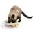 Trixie Junior Kitten Circle