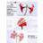 Olympia Laminating Pouches 125mic A6 100pcs
