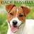 Willow Creek Press Just Jack Russells 2022 Wall Calendar