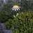 Star Trading Daisy Bedlampe 77cm