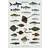 Koustrup & Co. Sea Fish Plakat 42x59.4cm