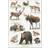 Koustrup & Co. Nordic Animals Plakat 42x60cm