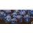 Chessex Speckled – Polyhedral Cobalt 7-Die Set