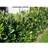 Cherry Laurel Genolia 125-150cm Hækplante