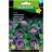 Hornum Klokkeranke Viola Blomsterfrø