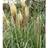Cortaderia Sellona 'Pumila