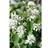 Amelanchier Alnifolia
