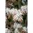 Häck Häggmispel Falun 20-40cm 10-Pack