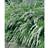 Hedge Brudspirea Norsk 20-40Cm 10-Pack