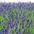 Lavendel 'Hidcote Blue' Sommerblomst