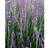 Lavender 'Munstead'