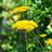 Suttons Achillea Plants - Millefolium Summer Pastels Staude