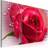 Artgeist Lady Rose Triptych 60x40 sp. z o. o Tavla