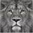 Empire Art Direct King of The Jungle Lion Frameless Free Floating Tempered Glass Panel Graphic Wall Art Wall Decor 96.5x96.5cm