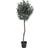 House Nordic Olive Green Kunstig plante