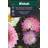 Weibulls Aster Pastell Sommar Blomsterfrø