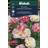 Weibulls Sömntuta Thai Silk Appleblossom Imp Blomsterfrø