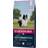 Eukanuba Small & Medium Breed Adult Dry Dog Food Lamb & Rice 12kg