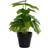 Dkd Home Decor Decorative Plant Dekoration