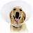 KVP Elizabethan Dog Collar KVP Check