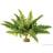 Exo Terra Rainforest Plant Boston Fern Small