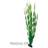 Hobby Vallisneria 60