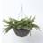 Homescapes Boston Fern Artificial Hanging Basket, 65 cm Basket