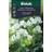 Weibulls Luktärt Royal White Blomsterfrø
