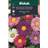 Weibulls Aster Mix Blomsterfrø