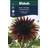 Weibulls Solros Chocolat Blomsterfrø