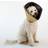 Four Paws Pet E-collar Comfy Cone S Tan